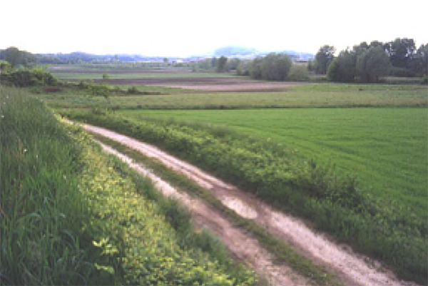 Strada campestre che conduce al Sito palafitticolo di Bande di Cavriana.