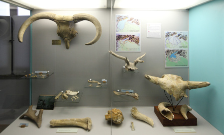 Vetrina 67: resti di animali del Paleolitico.